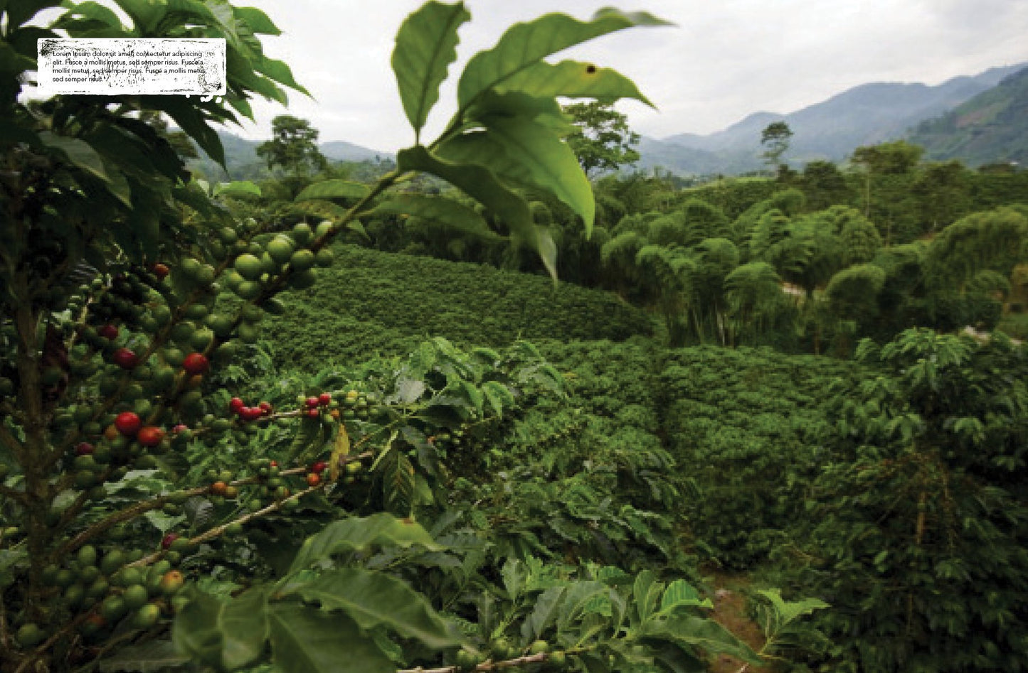 World Coffee Atlas By James Hoffman