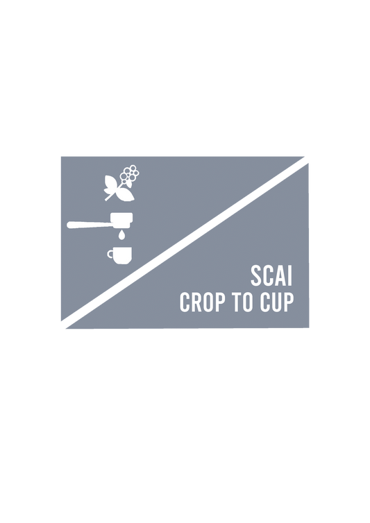 SCAI crop to cup workshop detailing out journey of coffee from plantation to a beverage cup