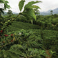 World Coffee Atlas By James Hoffman